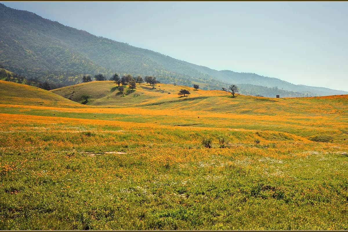 Spring wildflowers on Kern foothills near Lamont — south Kern manufactured-home service area